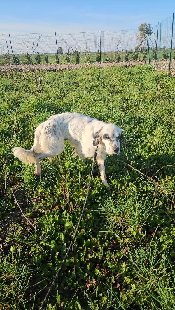 💕ZEUS CERCA CASA 🏠❤️ Foto 11